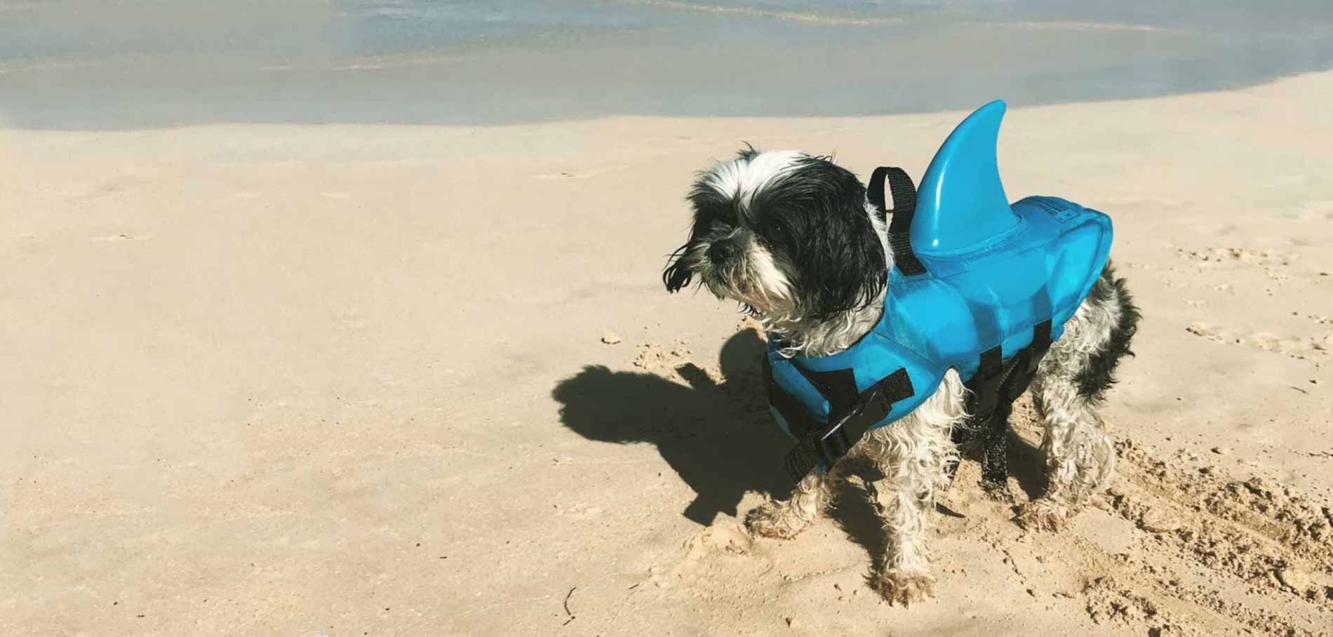 Dog on the beach