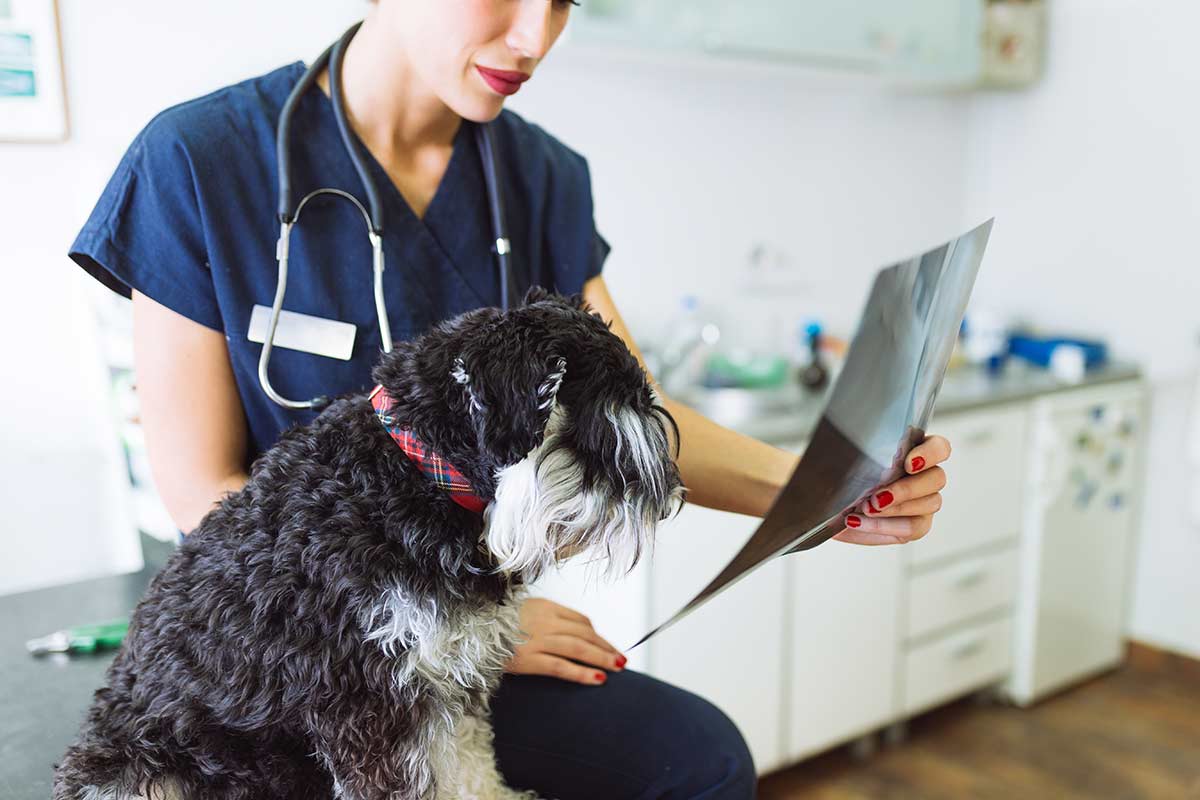 Vet staff looking at x-rays Vet staff looking at x-rays