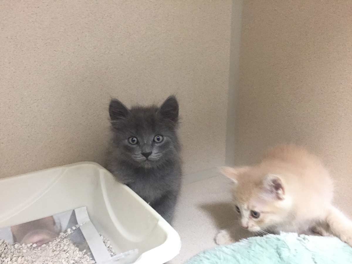 Kittens at our kennels Kittens at our kennels