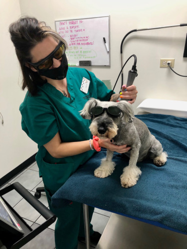Rehabilitation for dogs Rehabilitation for dogs
