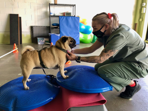 Rehabilitation for dogs Rehabilitation for dogs