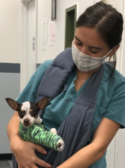 A canine patient wearing a protective cone
