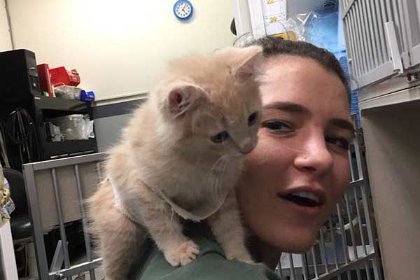 Carrot the cat after surgery Carrot the cat after surgery