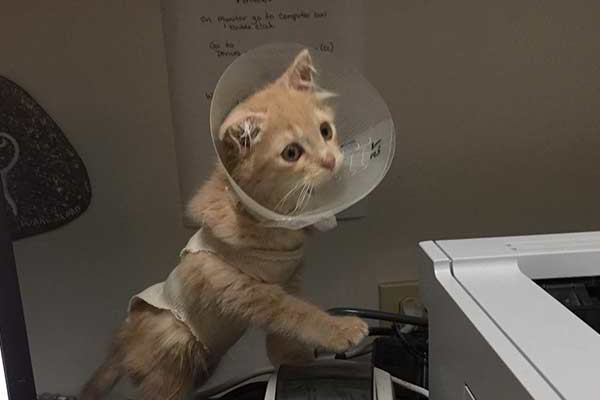Carrot the cat after surgery Carrot the cat after surgery