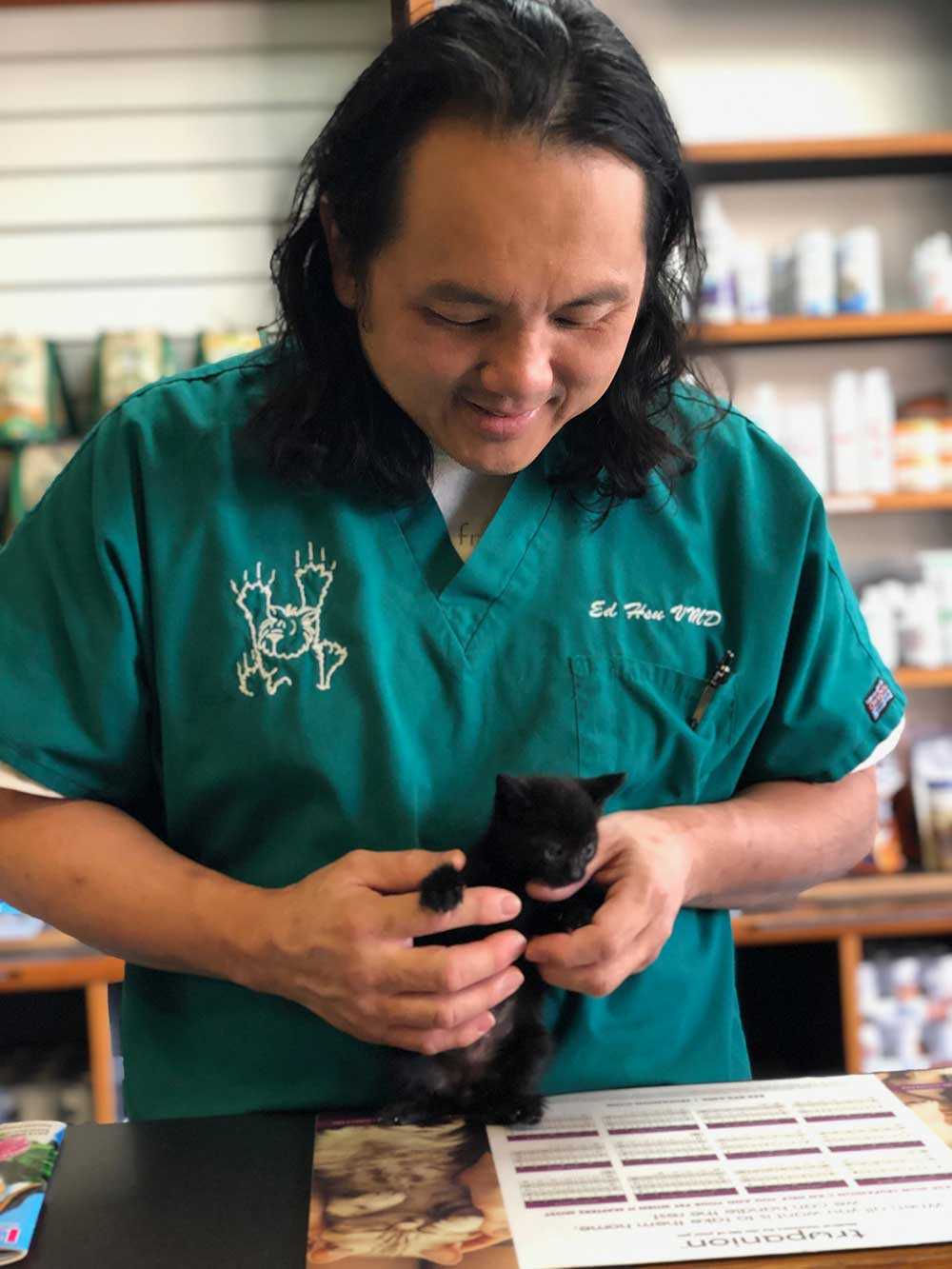 Veterinarian holding baby kitten