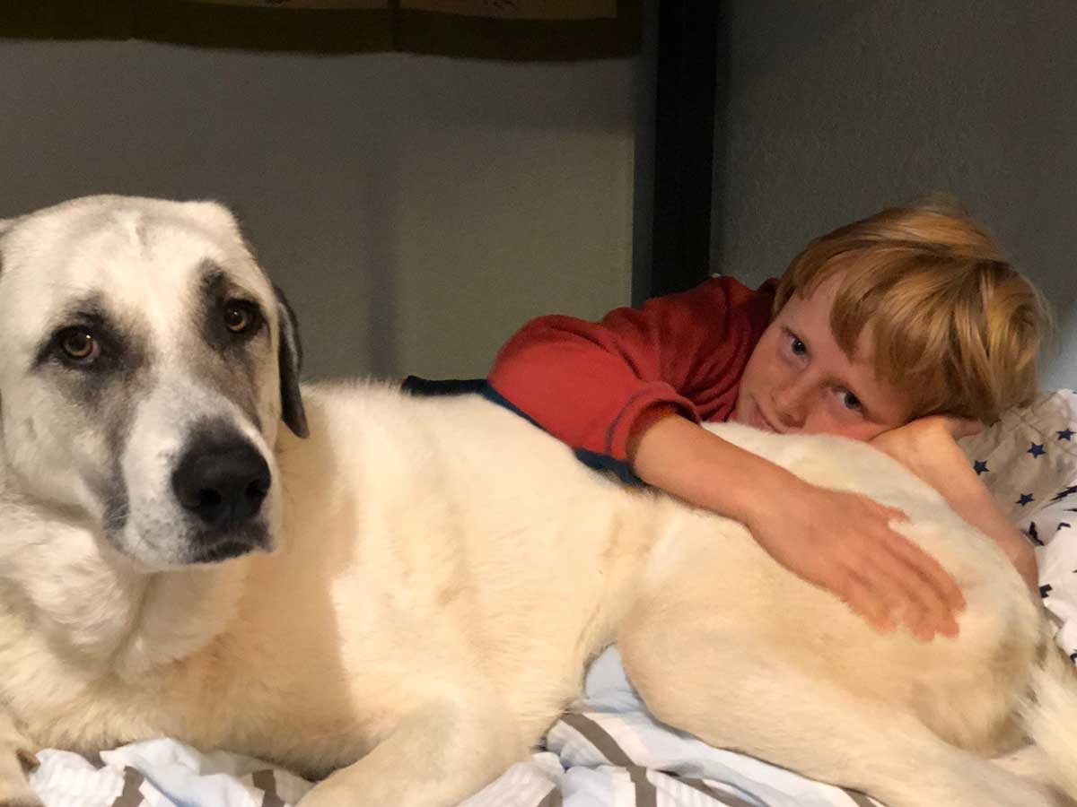 Yellow lab with their human Yellow lab with their human