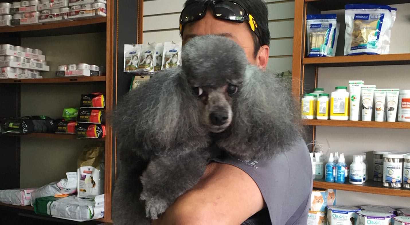 Poodle Poodle